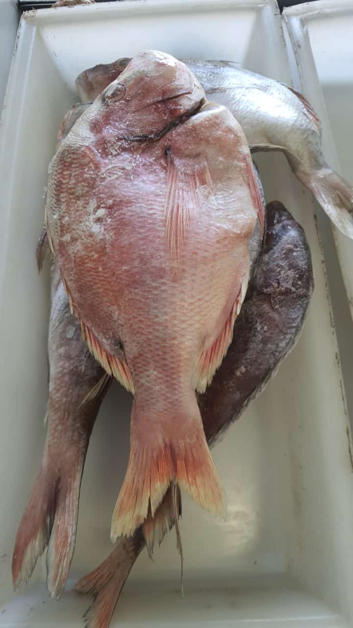 Raw whole fish